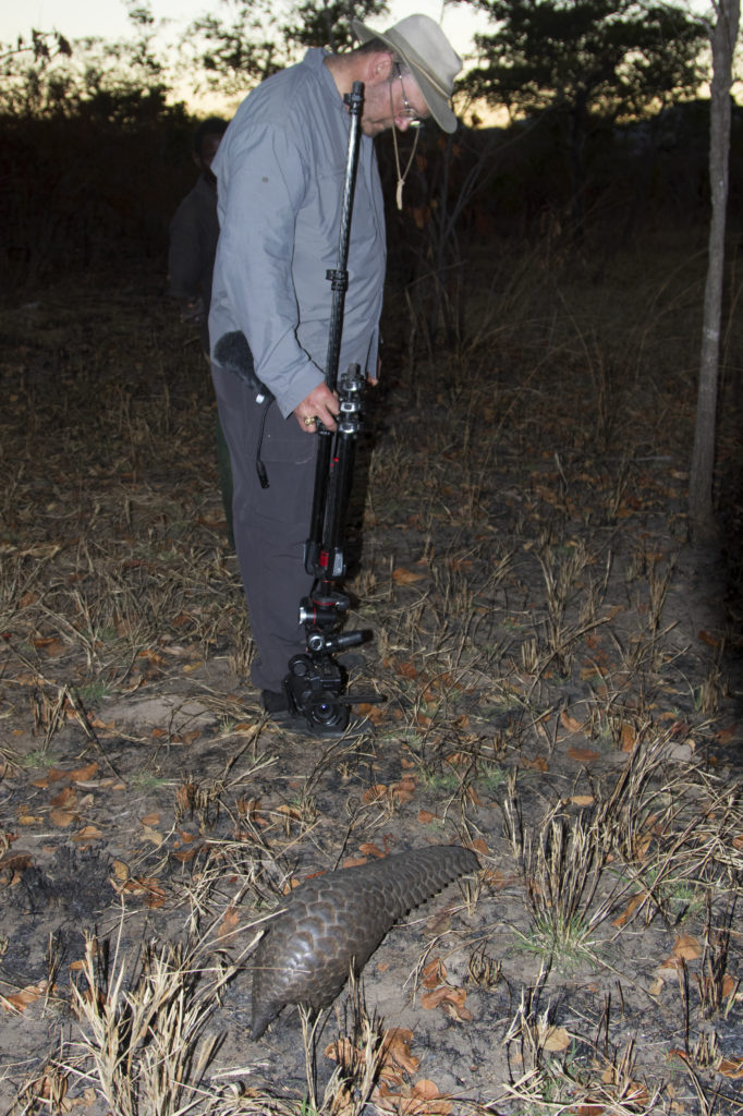 Mark filming pangolin IMGL7886