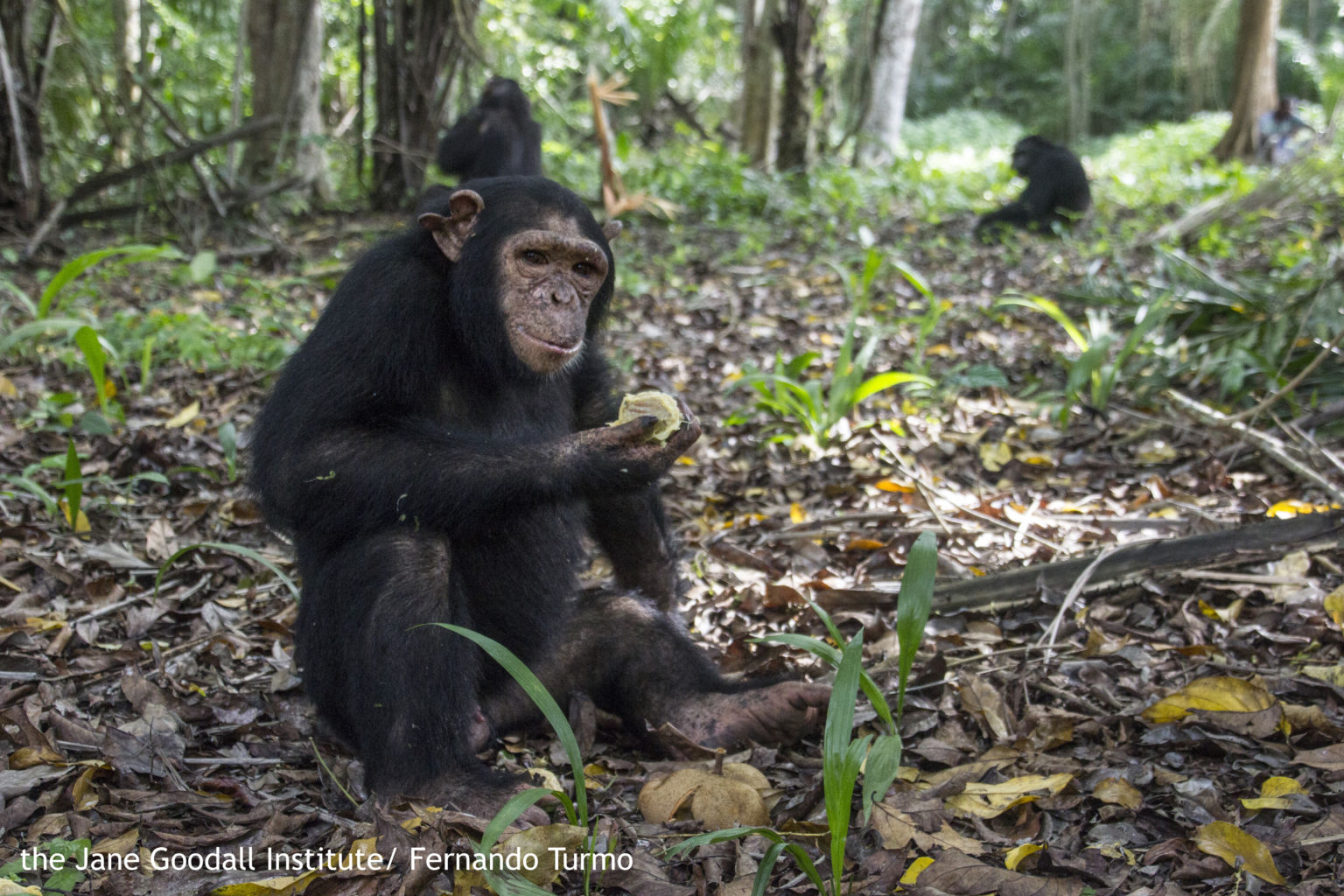 chimpanzee war