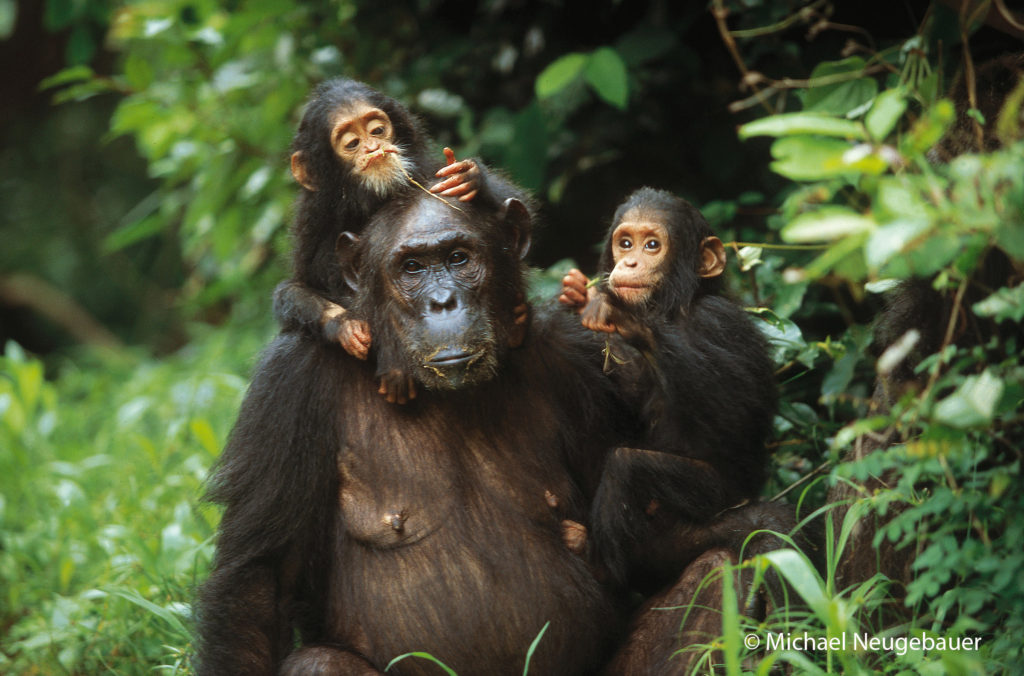 Twins Golden and Glitter  with their mother Gremlin at Gombe National Park in Tanzania.  The twins were the first pair to survive past infancy at Gombe.