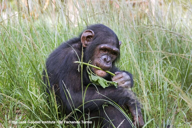 Chimps Belong in the Wild, Not in the Movies