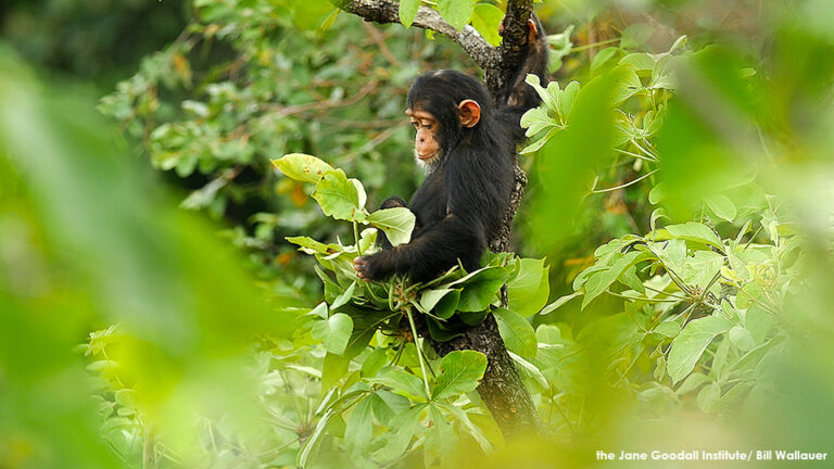JGI Jungle Journals: Dangerous Encounter with Dog Pack in Gombe