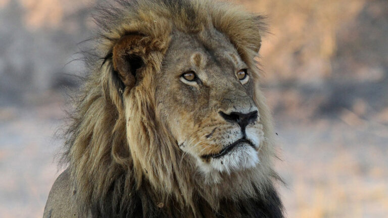 Cecil’s Son Xanda Taken by the Same Ruthless Trade: Trophy Hunting
