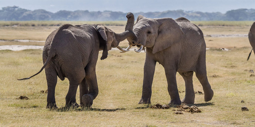 Elephants_fight_Amboseli_(7234363084)