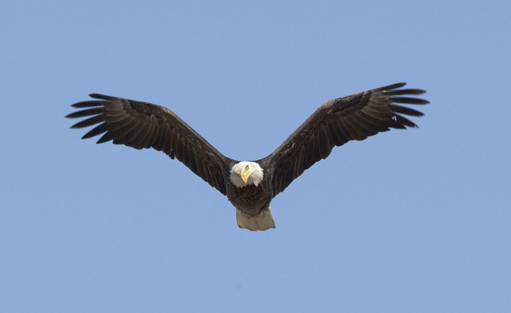 Bald_Eagle_(8601174760)