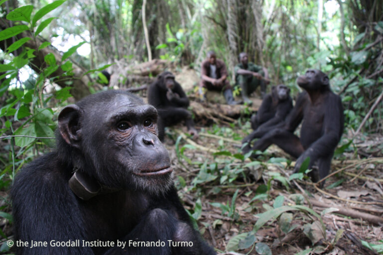 Rescued Chimpanzees Find a Forest Home Together, At Last