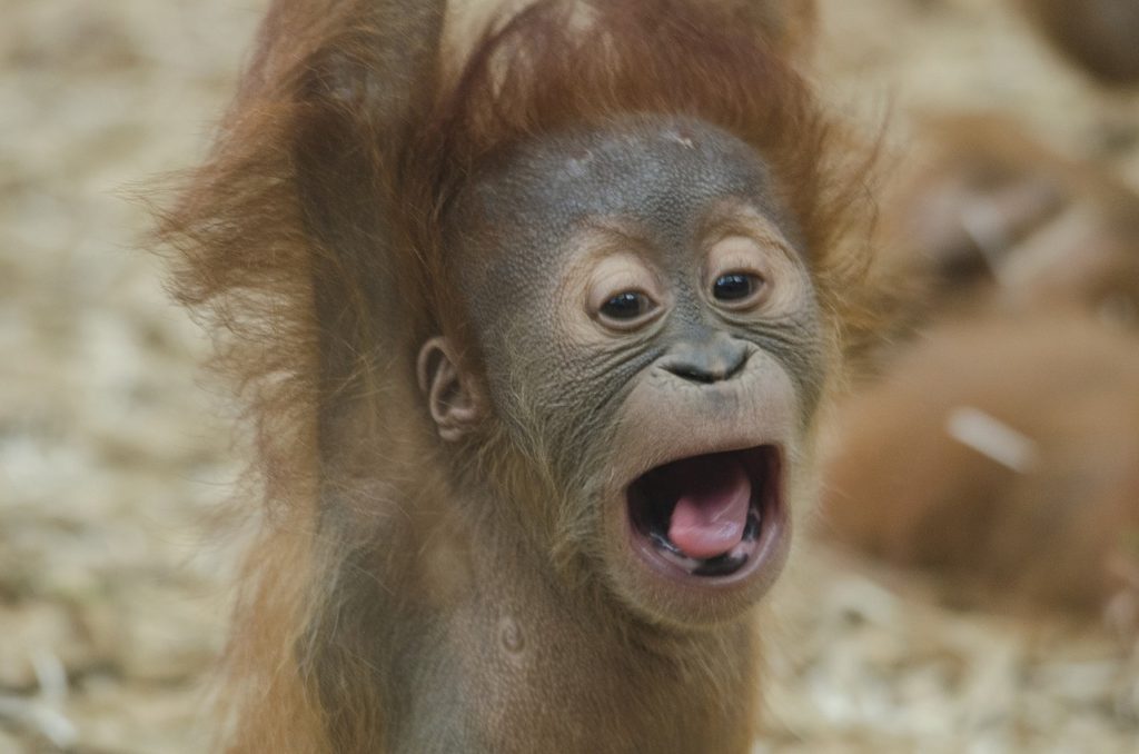 baby-orangutan-1056338_1280