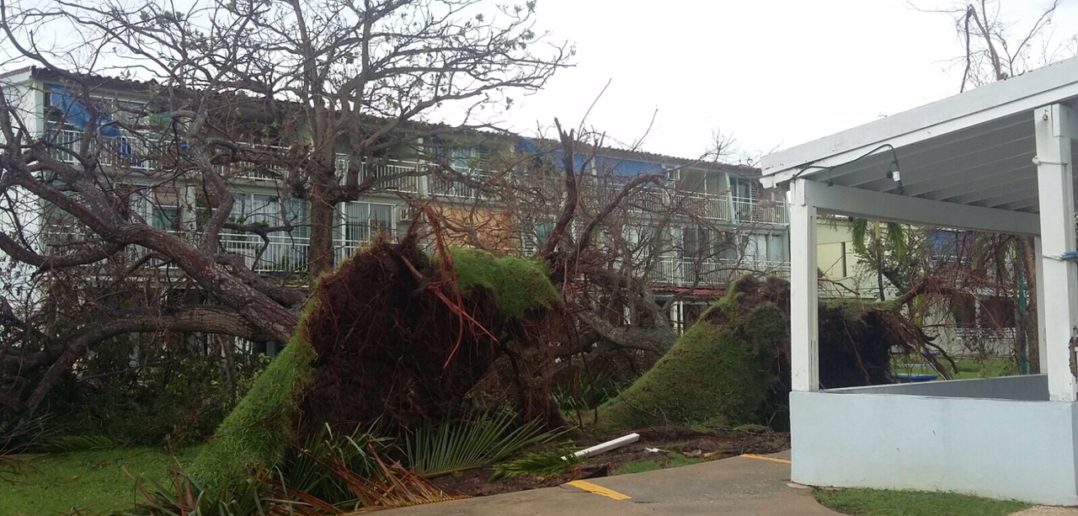 Aftermath of Hurricanes Maria & Irma in Puerto Rico. Photo provided by Claudia B. of the Roots & Shoots NYLC.