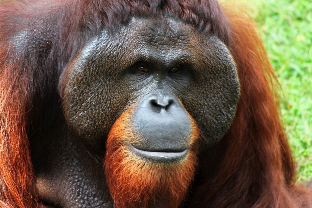 orangutan-250664_1920