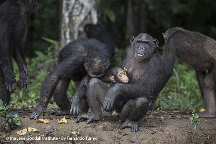 jane goodall chimpanzee attack