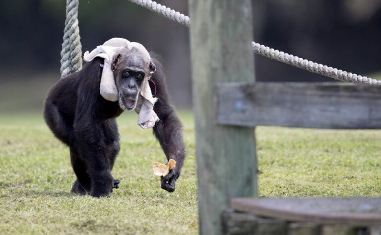 Sad loss of Little Mama, One of the Oldest Chimps