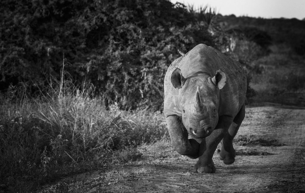 yardley_black_rhino_landscape