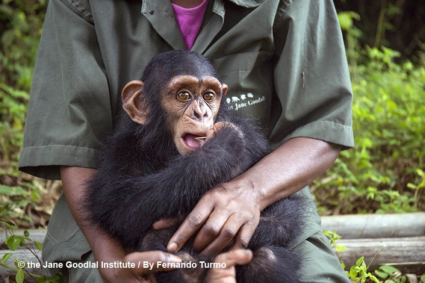 George, new arrival at the JGI Tchimpounga Chimpanzee Rehabilitation Center, November 2017.