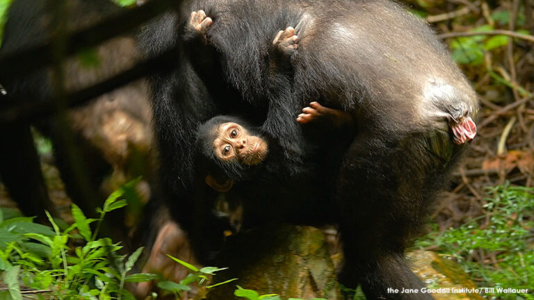 Chimps Postpone Parenthood, Eat Monkeys & Catch Lethal Colds