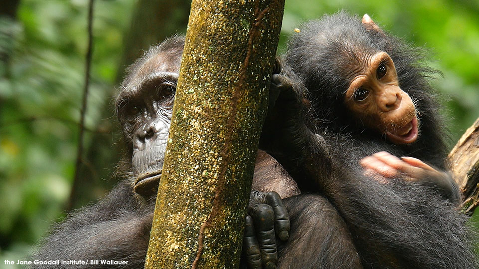 chimpanzee diet in wild