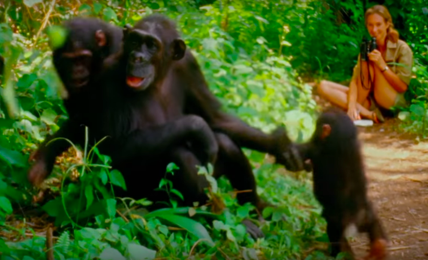 Jane-goodall-still-from-documentary.png.838x0_q80