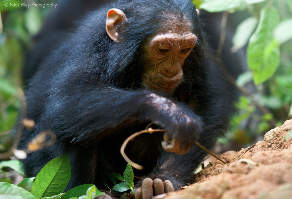 Zinda fishing for termites in Gombe National Park, Tanzania