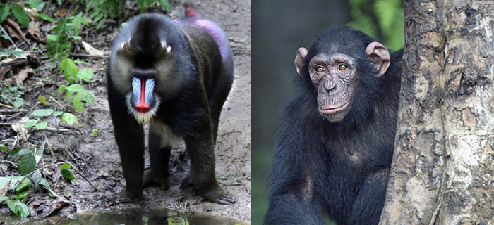 How do the chimpanzees 2025 illum differ from humans