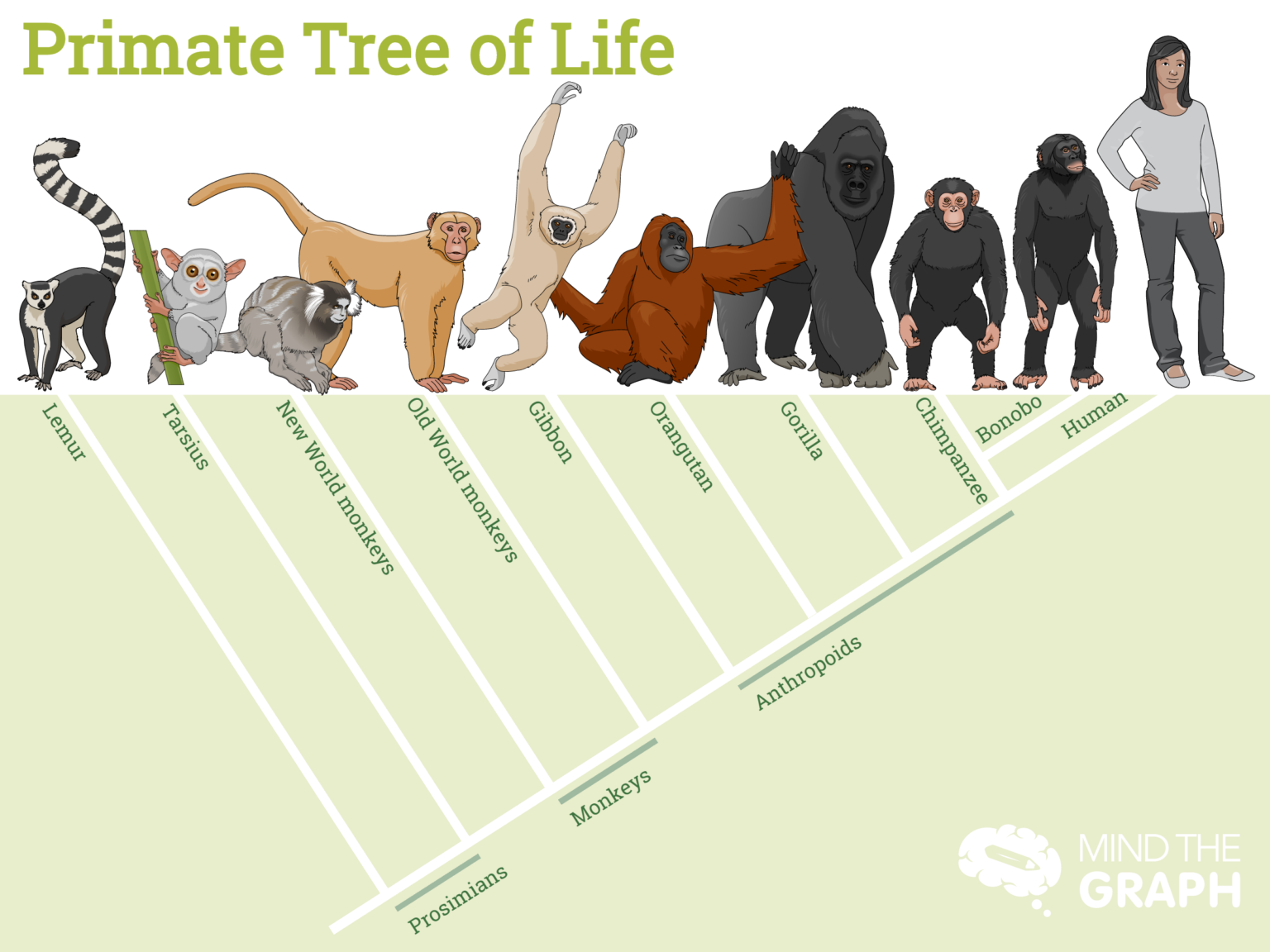 dna chimpanzee vs human