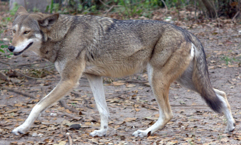 Hope for Animals: Don’t Let the Last Howls of Red Wolves Go Unnoticed