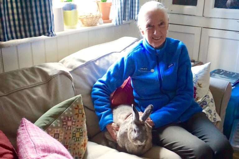 Jane’s Animal Friends