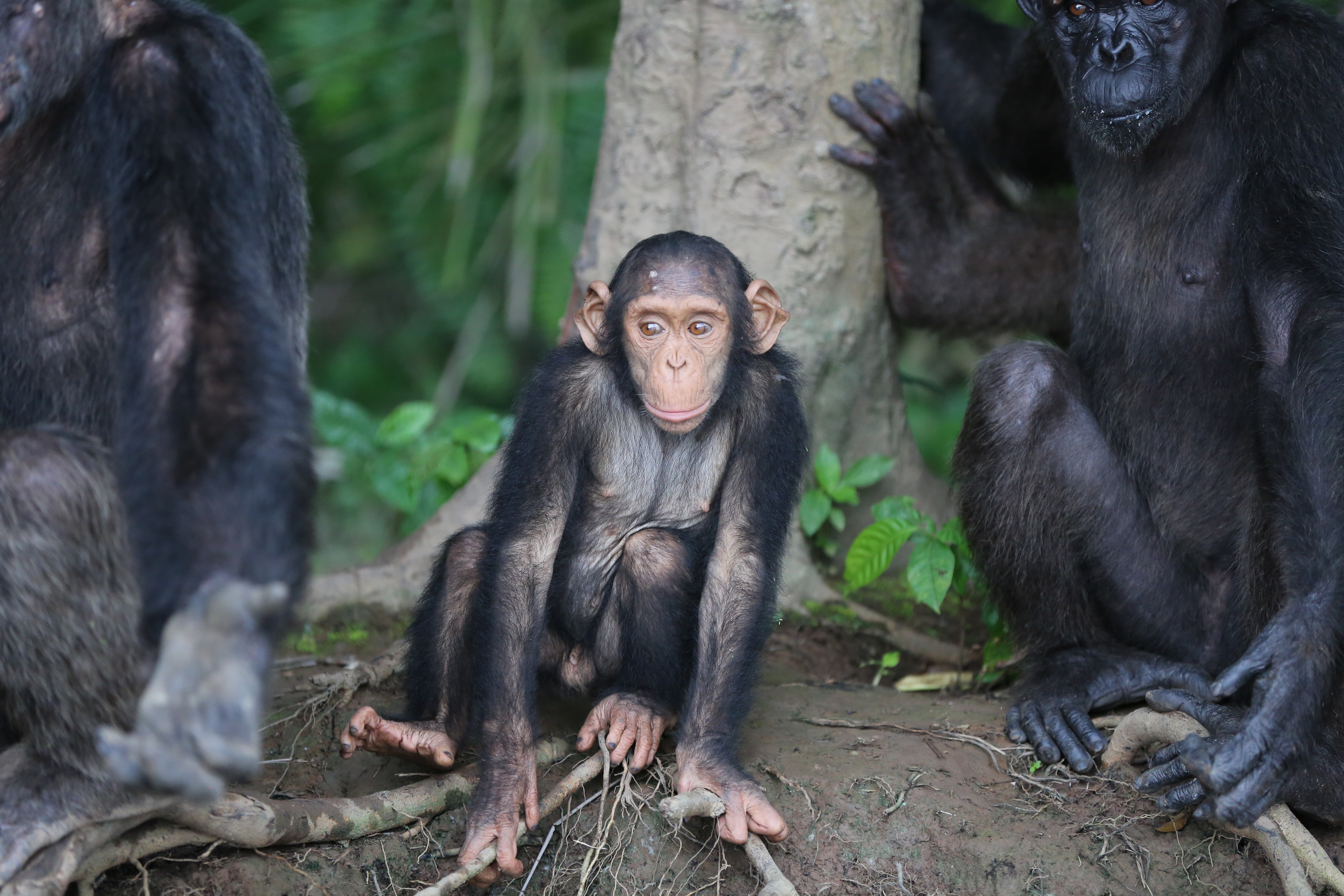 Little Gui is Golfi's son. They live on Tchindzoulou island.