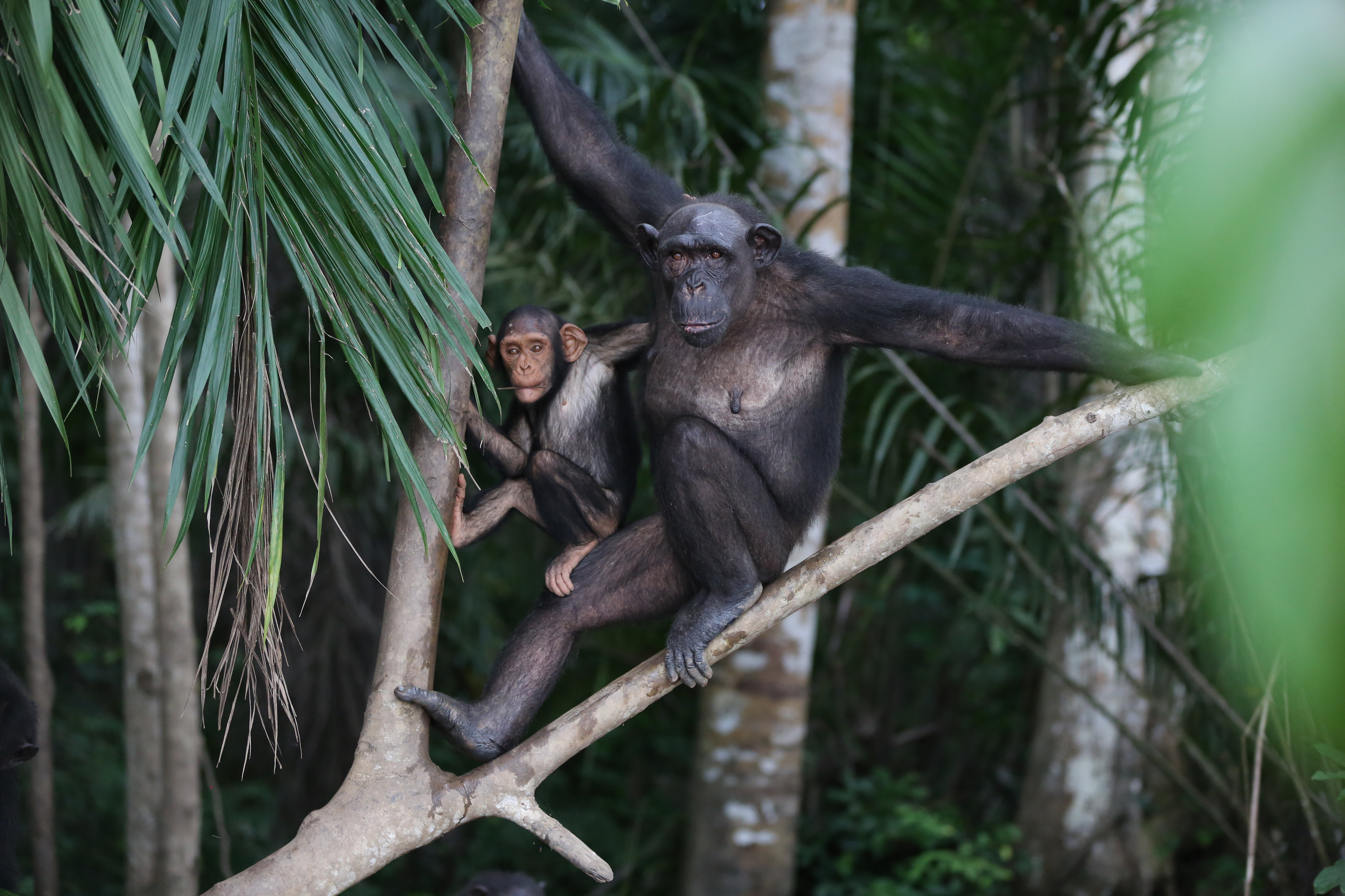 Little Gui is Golfi's son. They live on Tchindzoulou island.