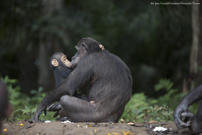 World Chimpanzee Day Celebrates Our Closest Living Relatives