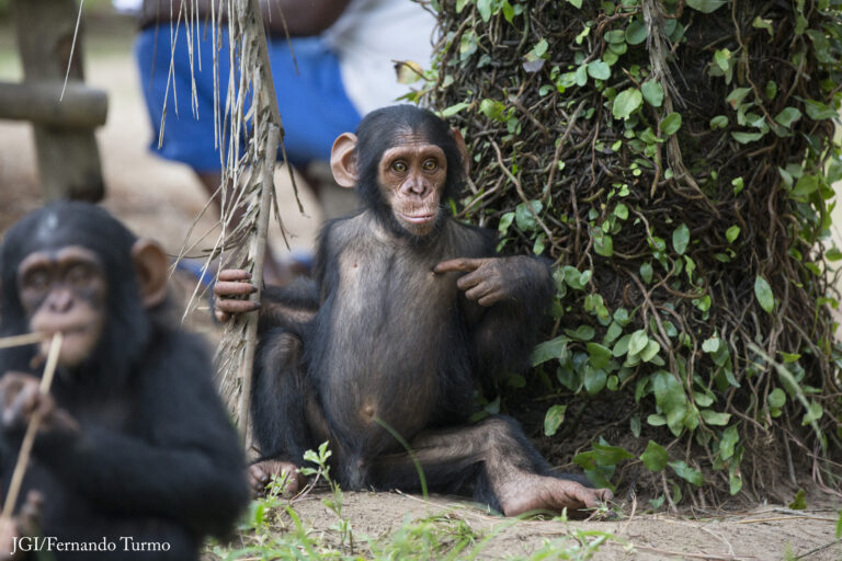 Top Five Cutest Chimp Moments from Tchimpounga