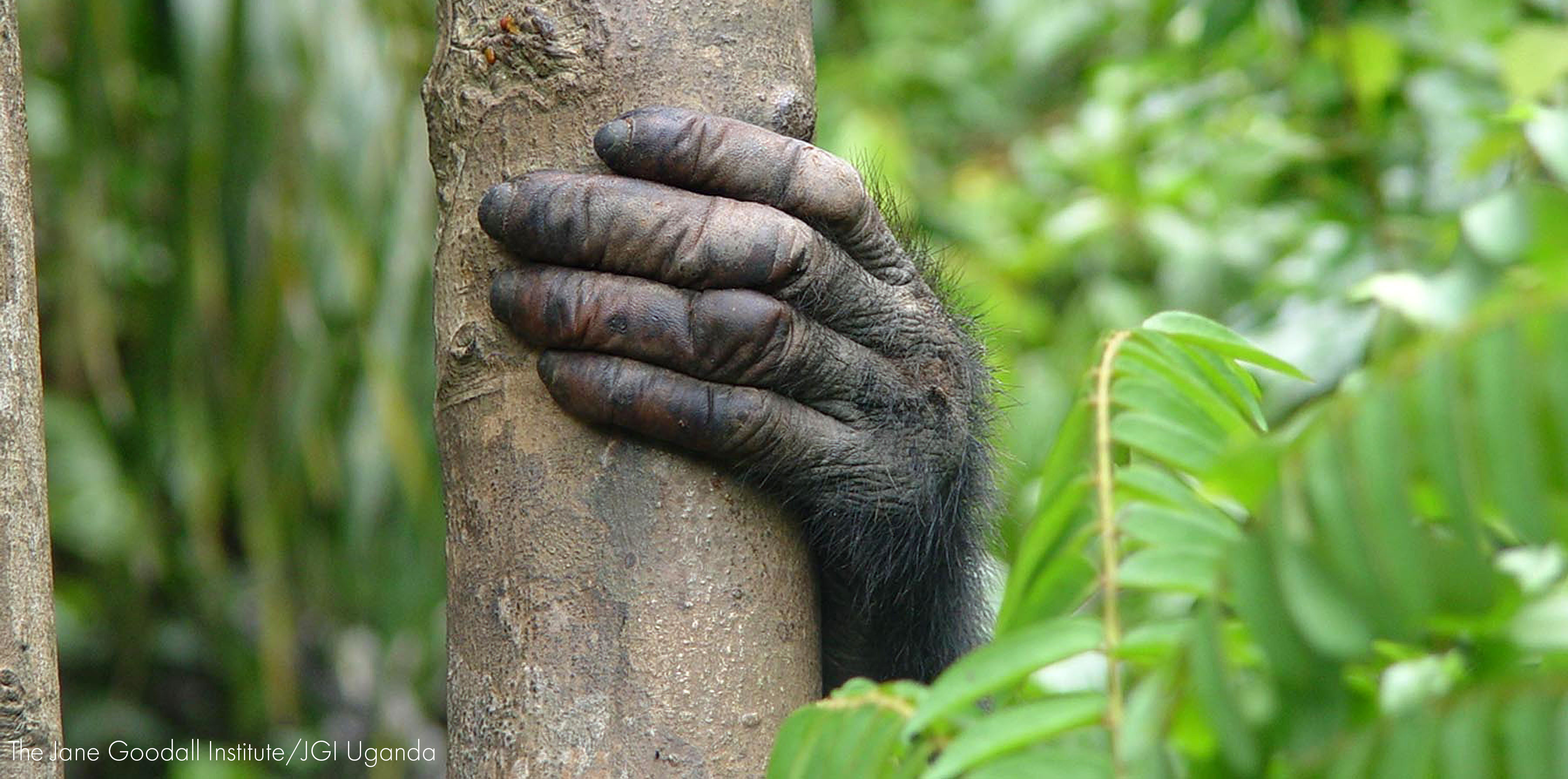 Chimpanzee hand grasps a tree in the forest