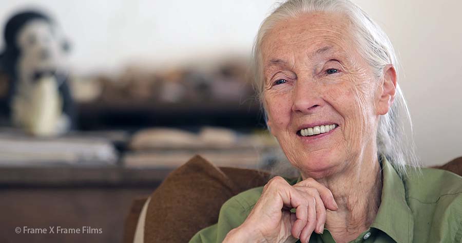 Dr. Jane Goodall, in Gombe