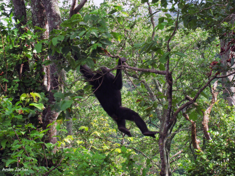 Bringing JGI’s Innovative Chimpanzee Conservation Models and Tools to Liberia