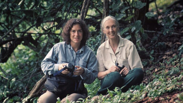 Dr. Elizabeth Lonsdorf Is Taking Chimpanzee Research to the Next Level