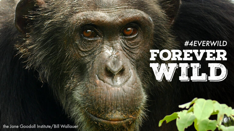 Take Care Before We Share: Protecting Great Apes on Social Media