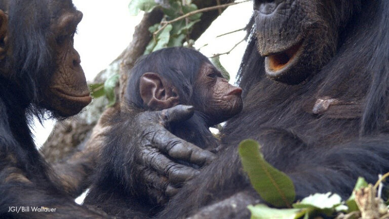 GOODALI: Gombe’s Brand New Baby Boy!