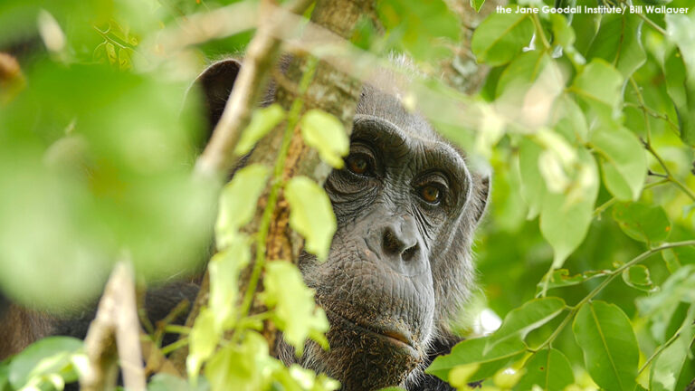 On Endangered Species Day and Every Day, We Must Act