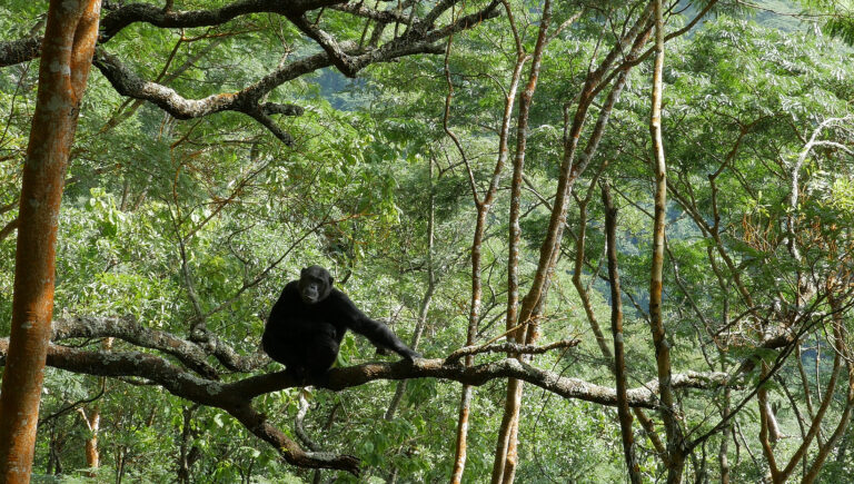 Remembering Steven Wise — an Advocate for Animal Personhood Chimpanzee rests on a tree branch in Gombe National Park, Tanzania