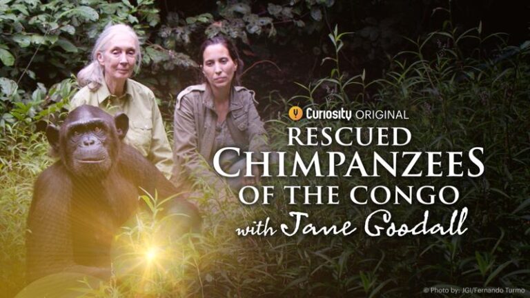 New TV Series Features Rescued Chimpanzees of Tchimpounga