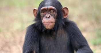 New TV Series Features Rescued Chimpanzees of Tchimpounga