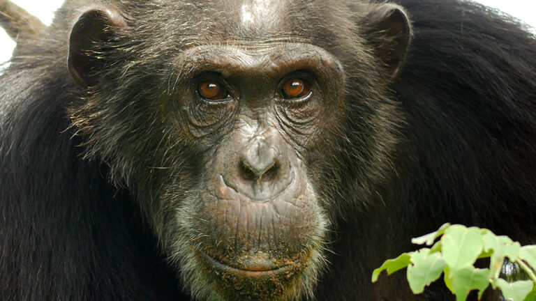 Zoonotic Disease, One Health, and JGI: Everything is Connected