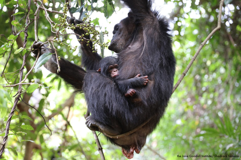 Every Individual Can Make a Difference for World Wildlife