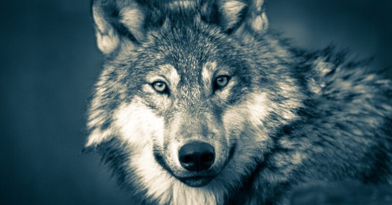 Dr. Goodall to U.S. Sec. of the Interior Deb Haaland: Protect Grey Wolves