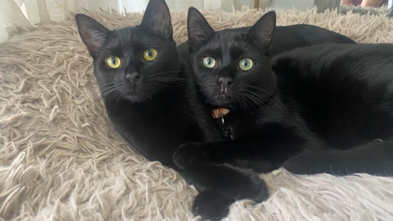 Inspiring Youth Project: Adorable Animal Adoption Ads