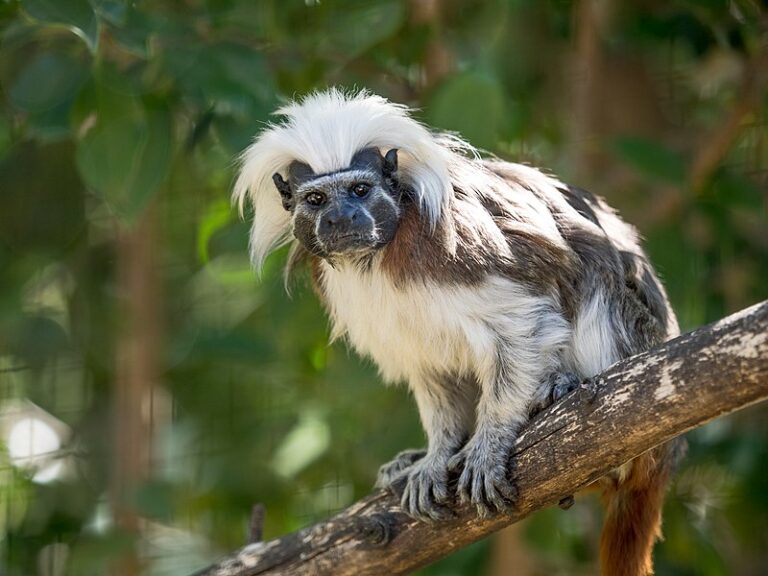 Conservation of Colombia’s Cotton-top Tamarin is a Community Effort!