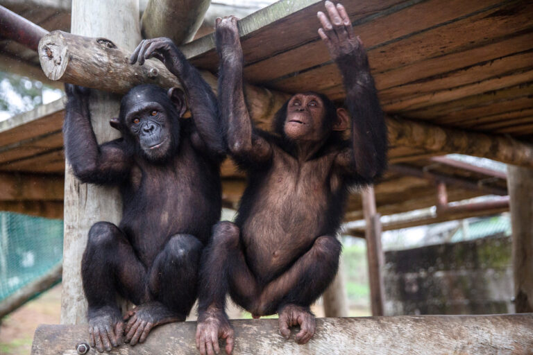 Tchimpounga Welcomes Eight Chimpanzees from Angola