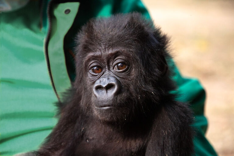 Meet Mozambique the Baby Gorilla, the Newest Member of JGI’s Tchimpounga Sanctuary! A close-up photo of a baby gorilla. Behind her is what looks to be a person in a green shirt.