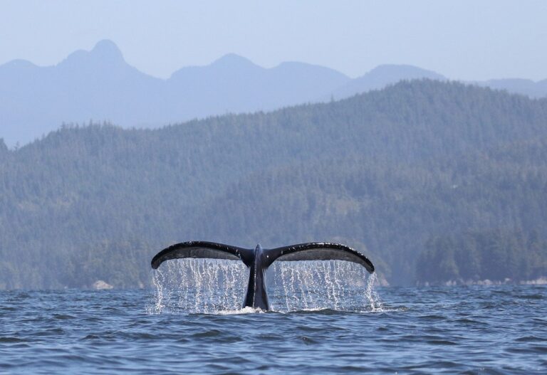 A whale's tail emerges from the water