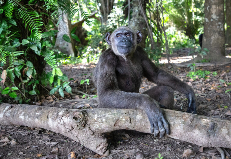 A chimpanzee (Wounda) sits alone, surrounded by greenery with her arm resting on a wood log.