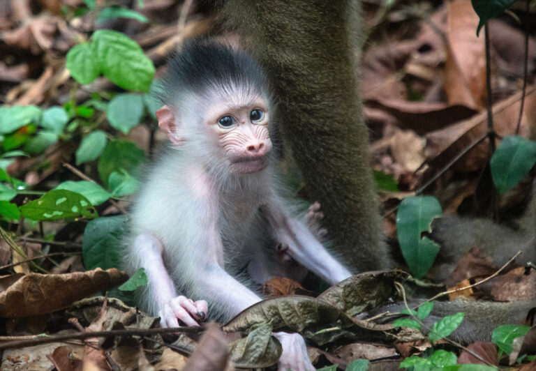 The Jane Goodall Institute’s Impact: Care for the Tapestry of Life