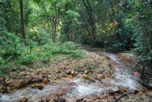 A stream in Gombe National Park. Photo by Jen Croft.