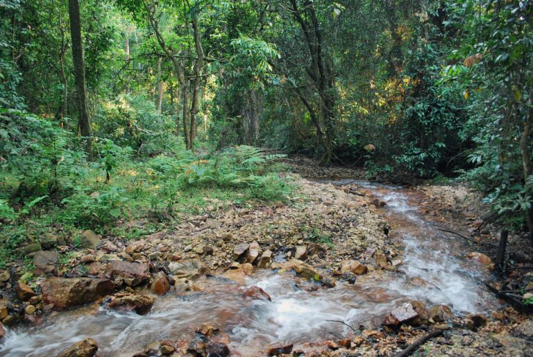 A stream in Gombe National Park. Photo by Jen Croft.